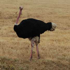 ostrich